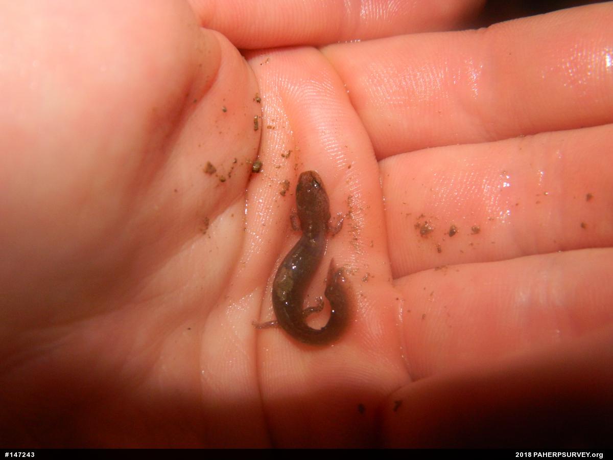 Northern Spring Salamander
