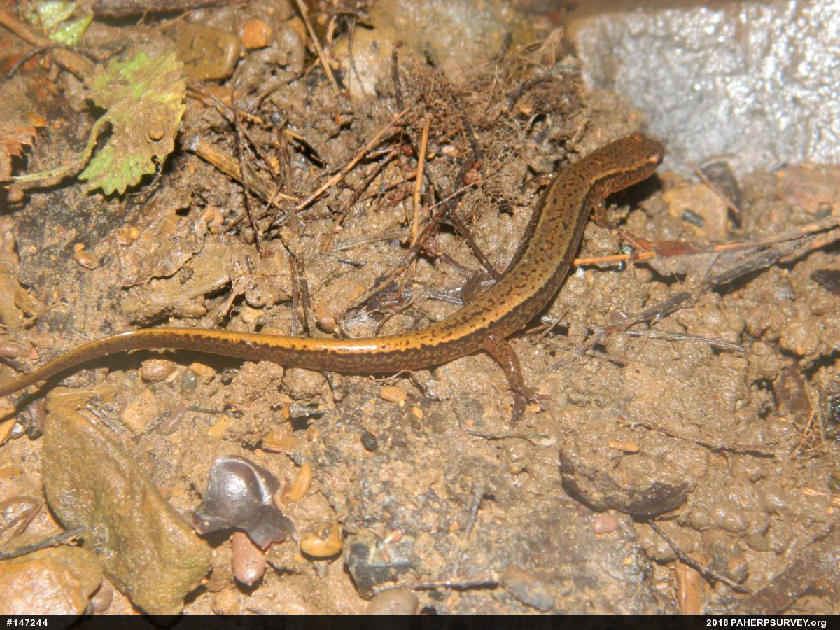Northern Two-lined Salamander