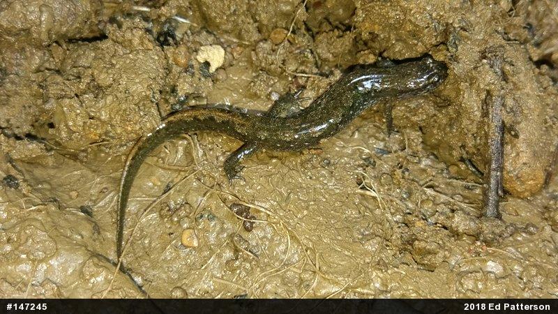 Northern Dusky Salamander