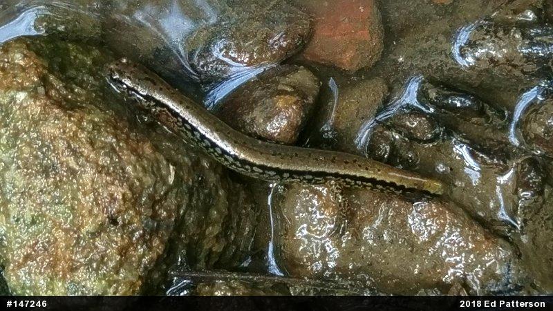 Northern Two-lined Salamander
