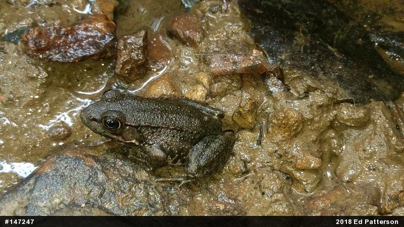 Green Frog