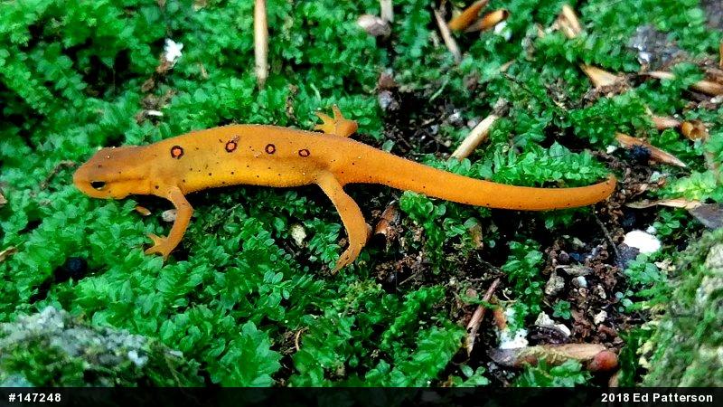 Red-spotted Newt