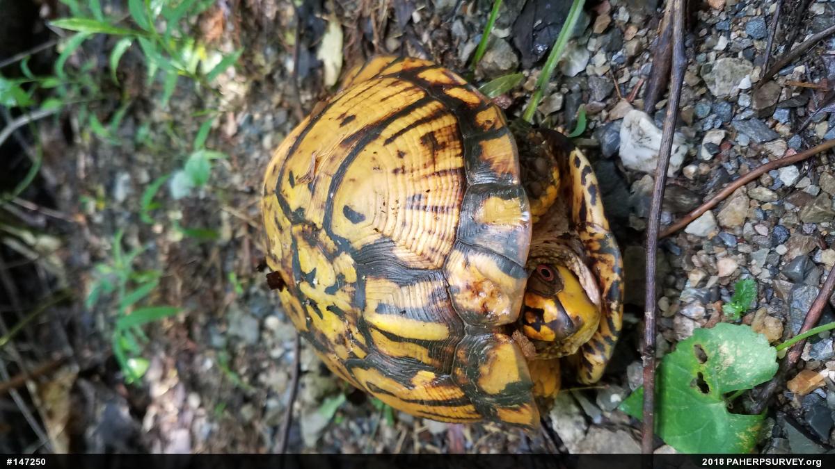 Eastern Box Turtle
