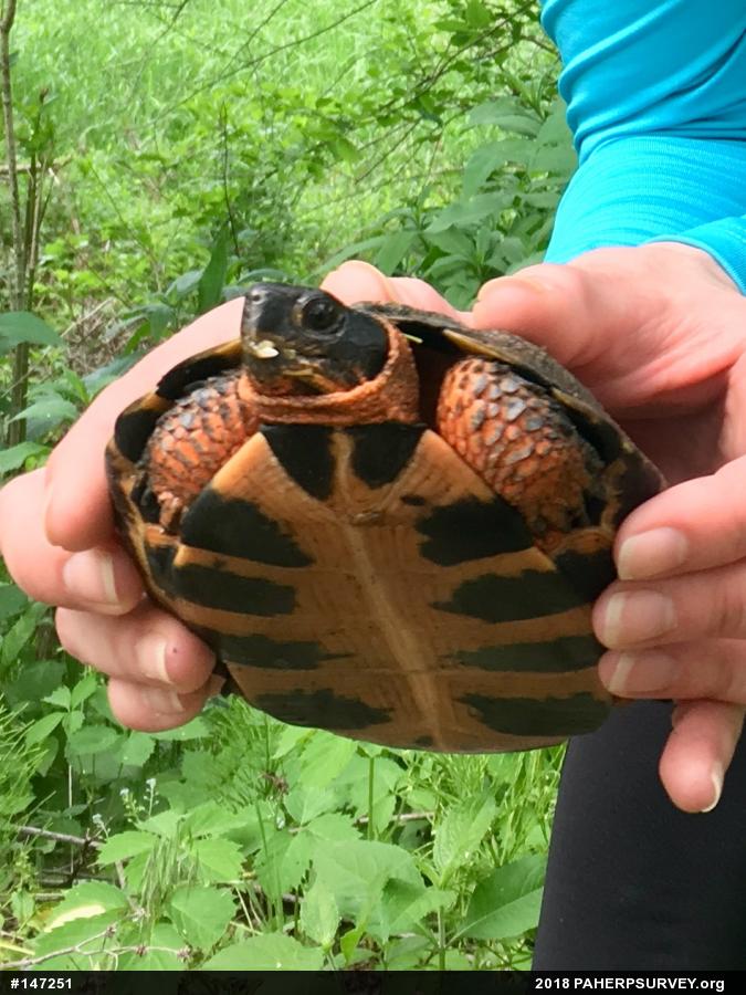 Wood Turtle