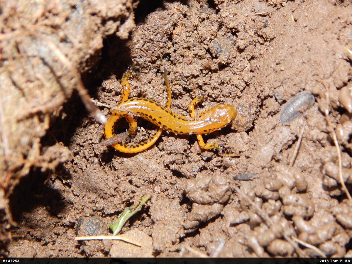 Eastern Long-tailed Salamander