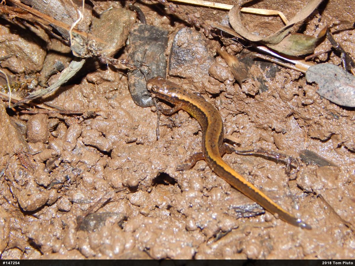 Northern Two-lined Salamander