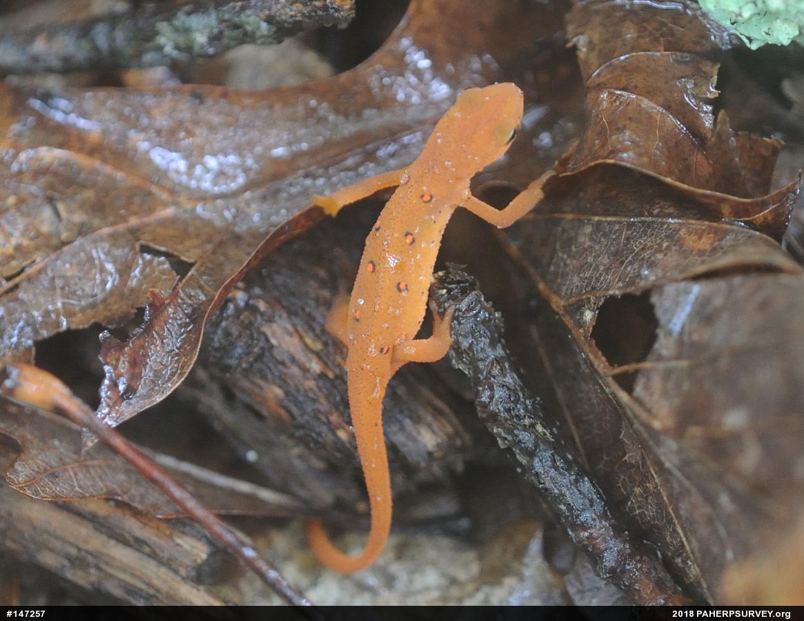 Red-spotted Newt