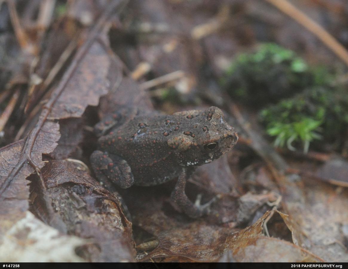 Eastern American Toad