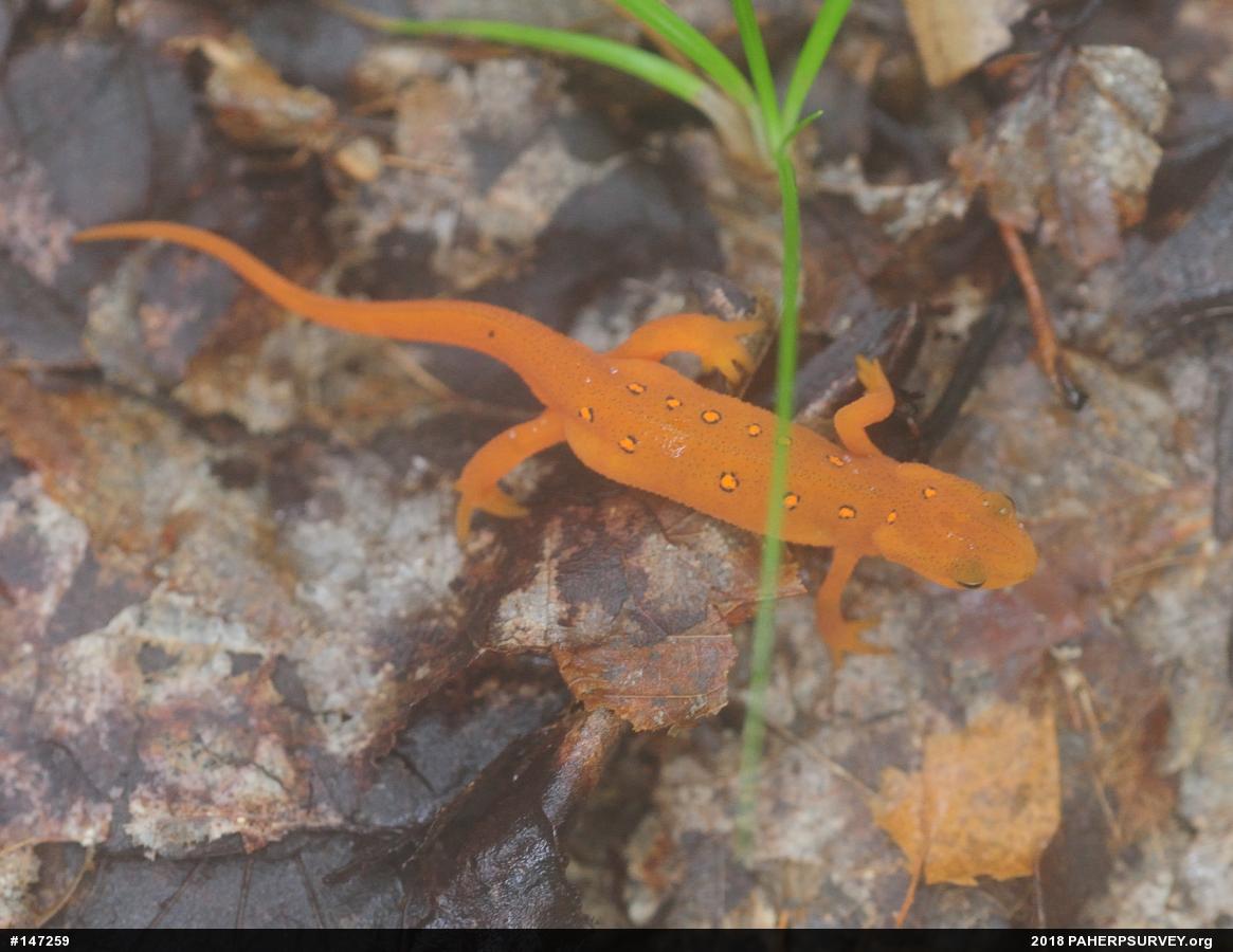 Red-spotted Newt