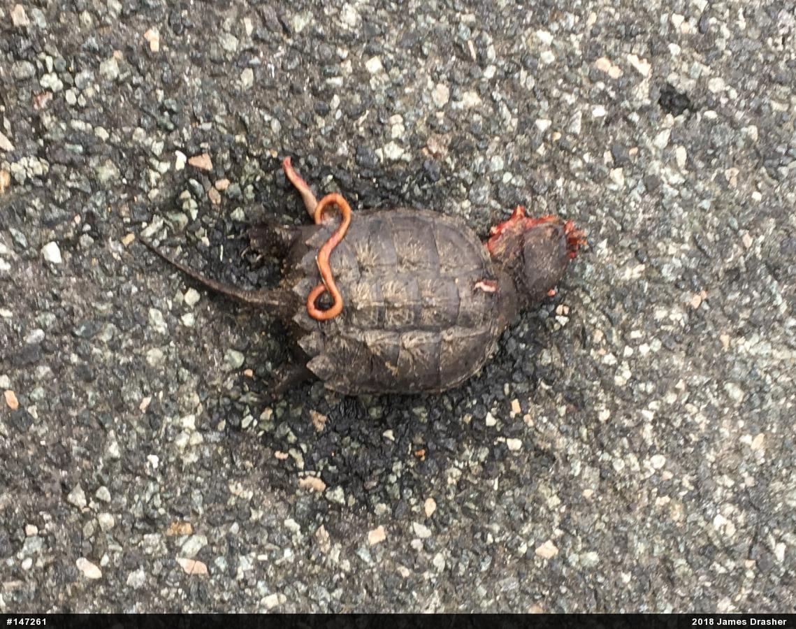 Snapping Turtle