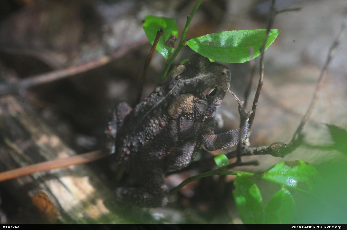 Eastern American Toad