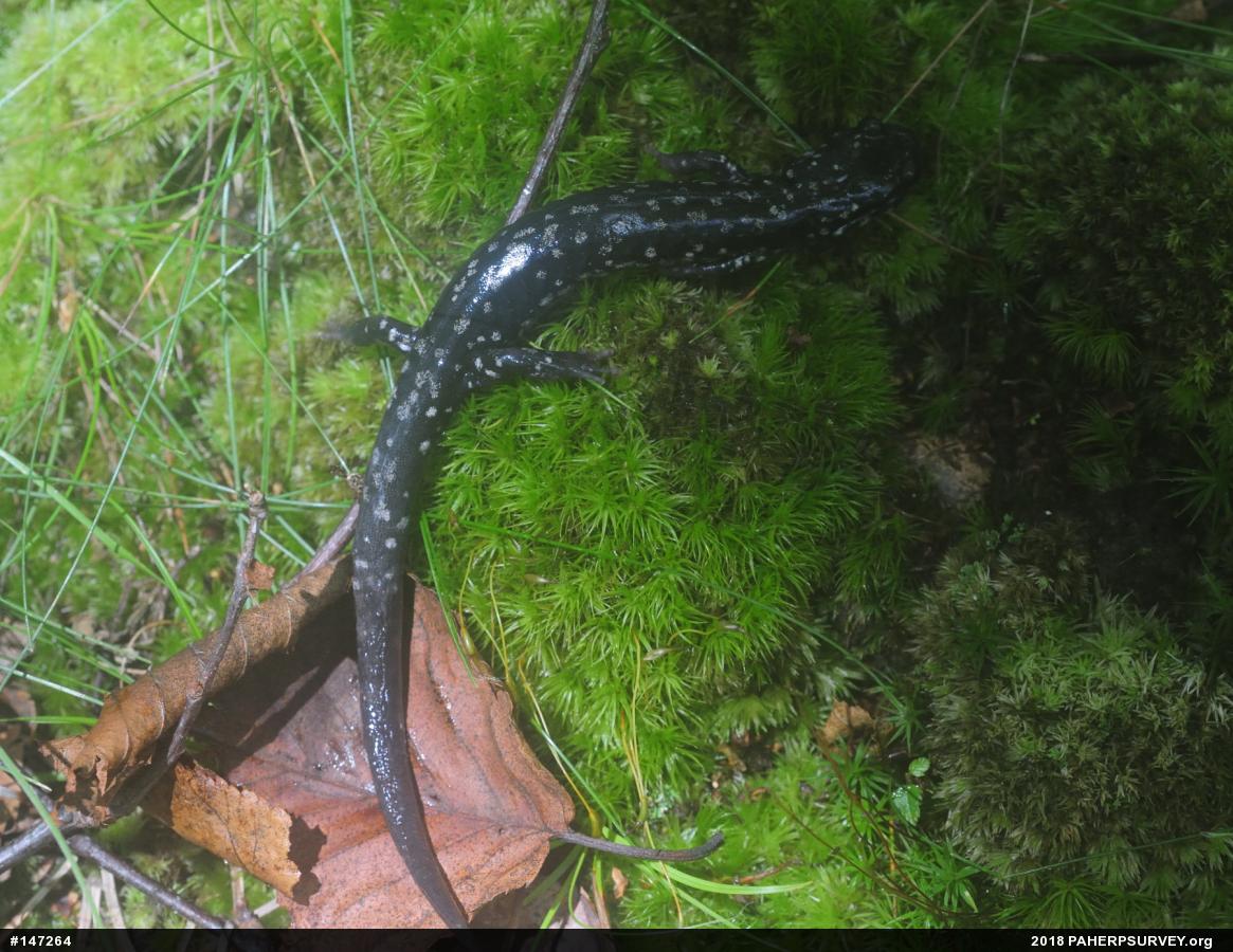 Northern Slimy Salamander