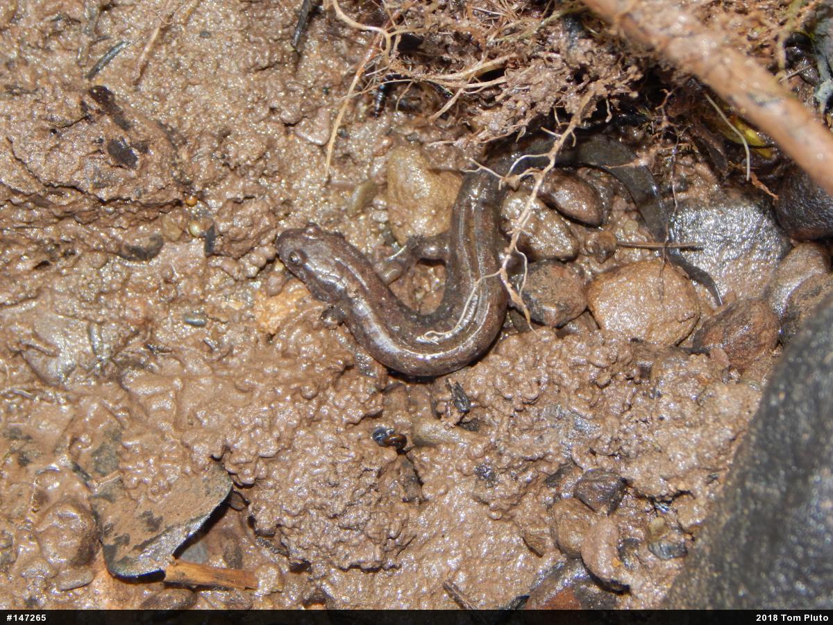 Northern Dusky Salamander