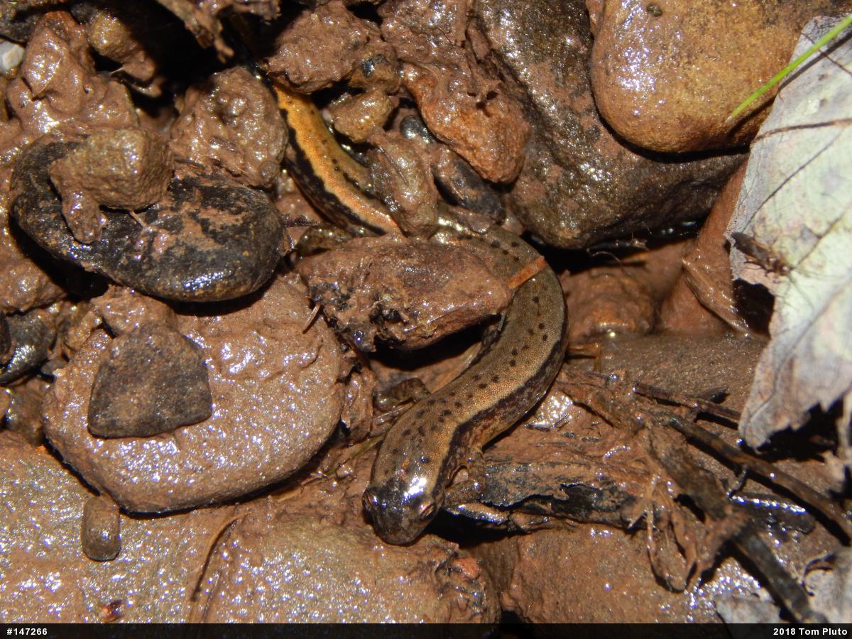 Northern Two-lined Salamander