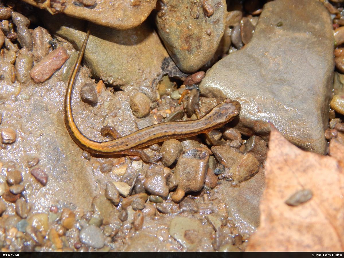 Northern Two-lined Salamander