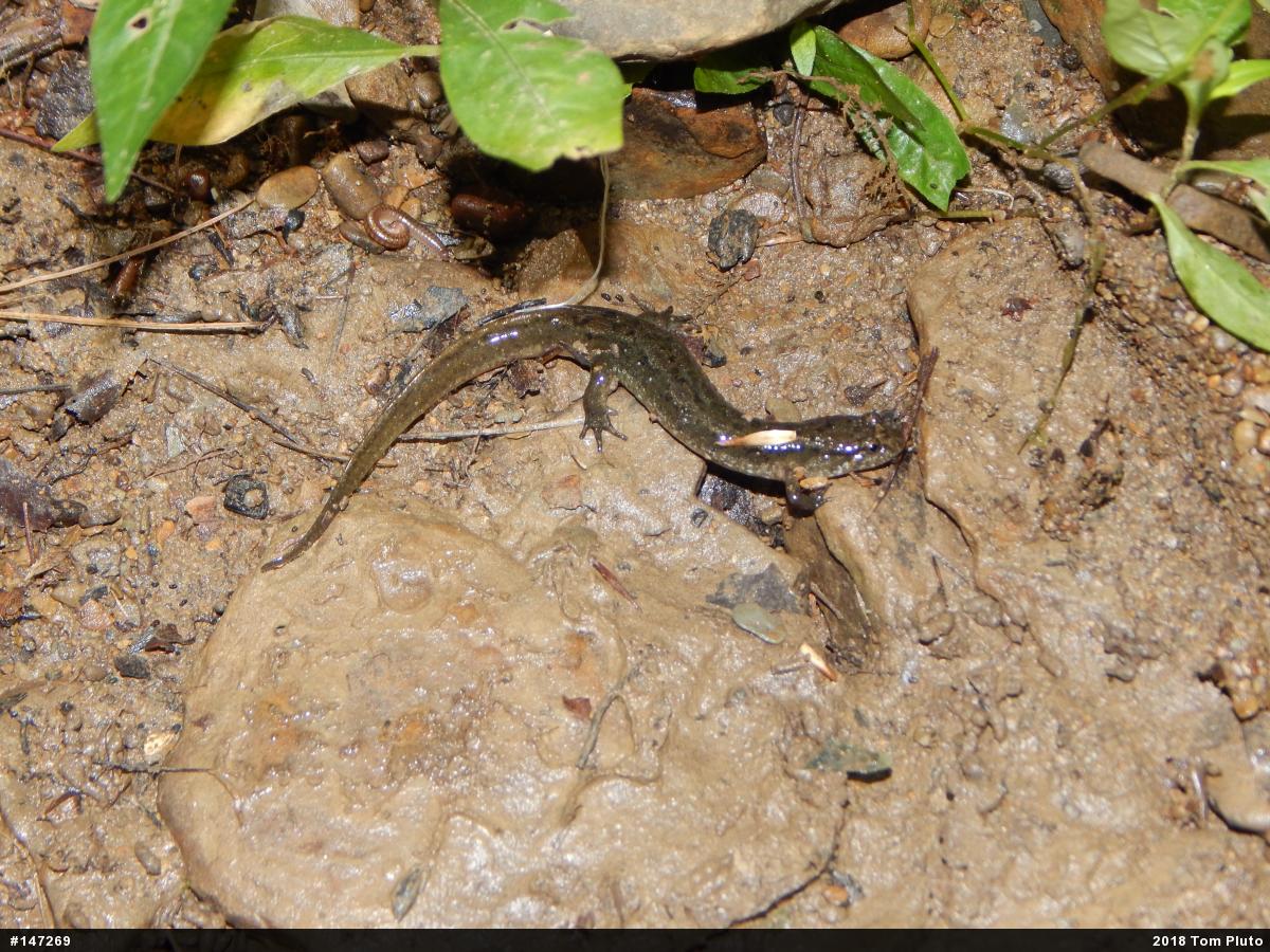 Northern Dusky Salamander