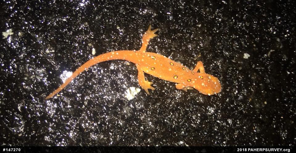 Red-spotted Newt