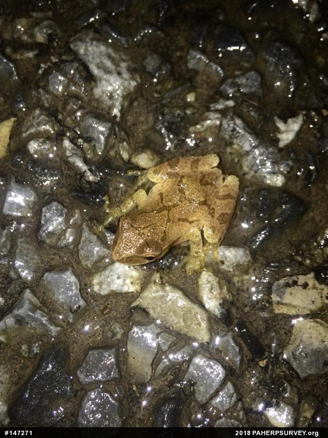 Spring Peeper