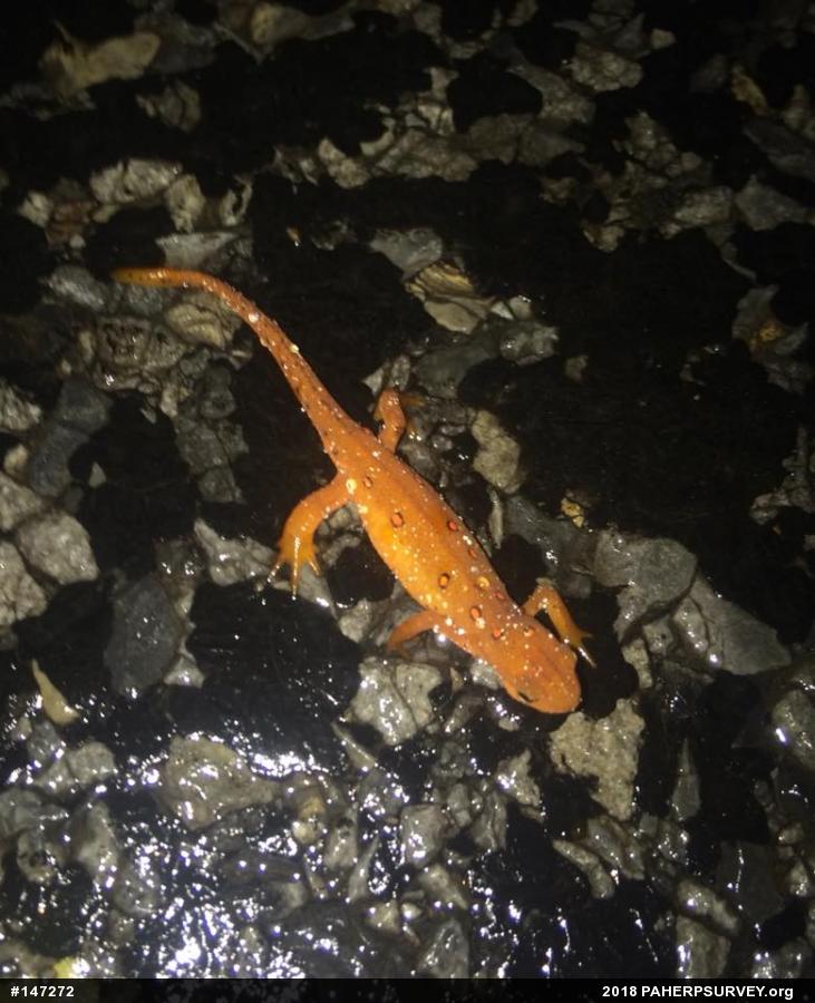 Red-spotted Newt