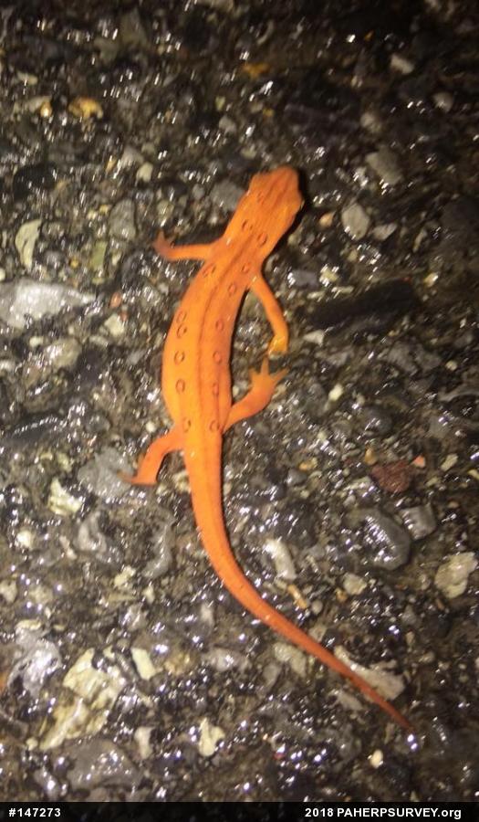 Red-spotted Newt