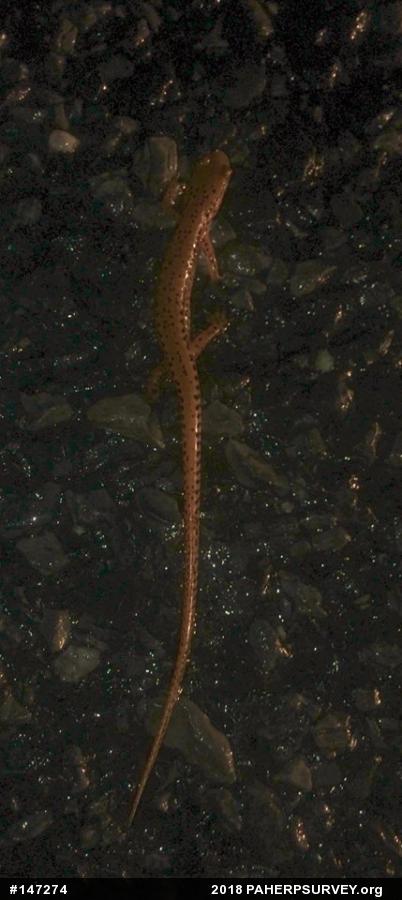 Eastern Long-tailed Salamander