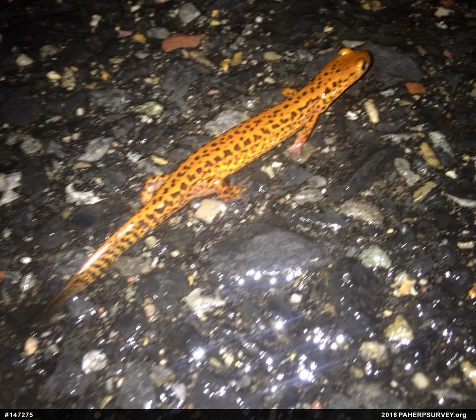 Eastern Long-tailed Salamander