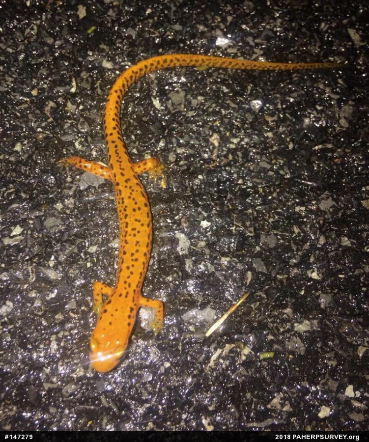 Eastern Long-tailed Salamander