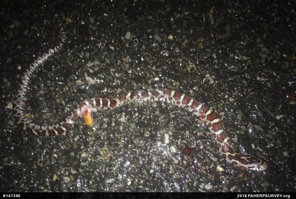Eastern Milksnake