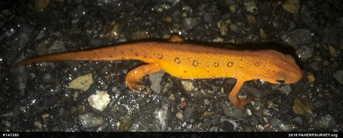 Red-spotted Newt