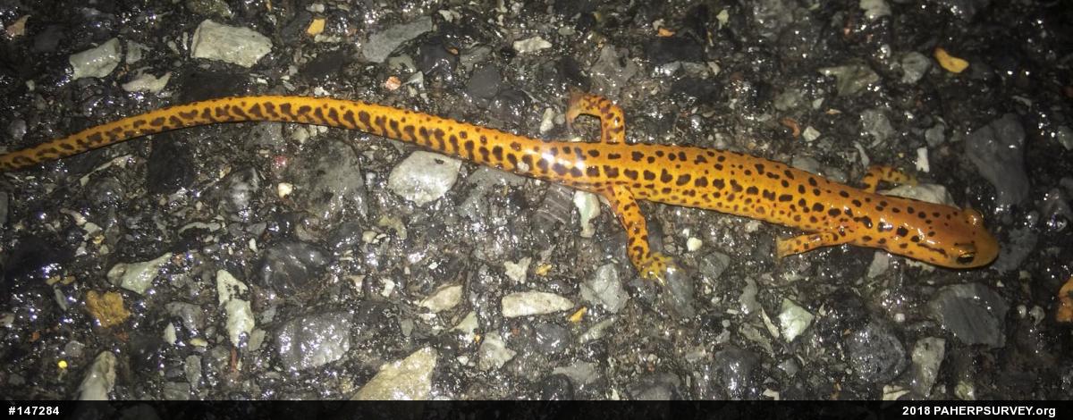 Eastern Long-tailed Salamander