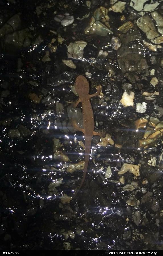 Red-spotted Newt