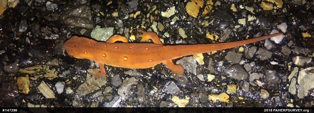 Red-spotted Newt