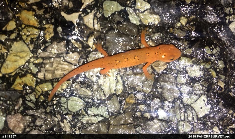 Red-spotted Newt