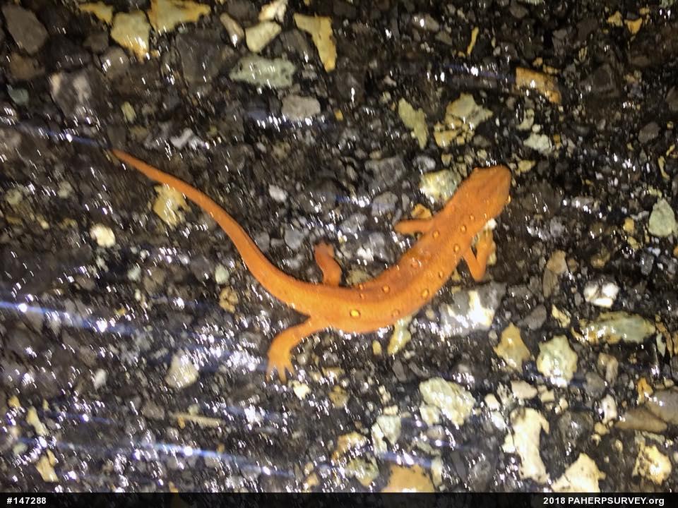 Red-spotted Newt