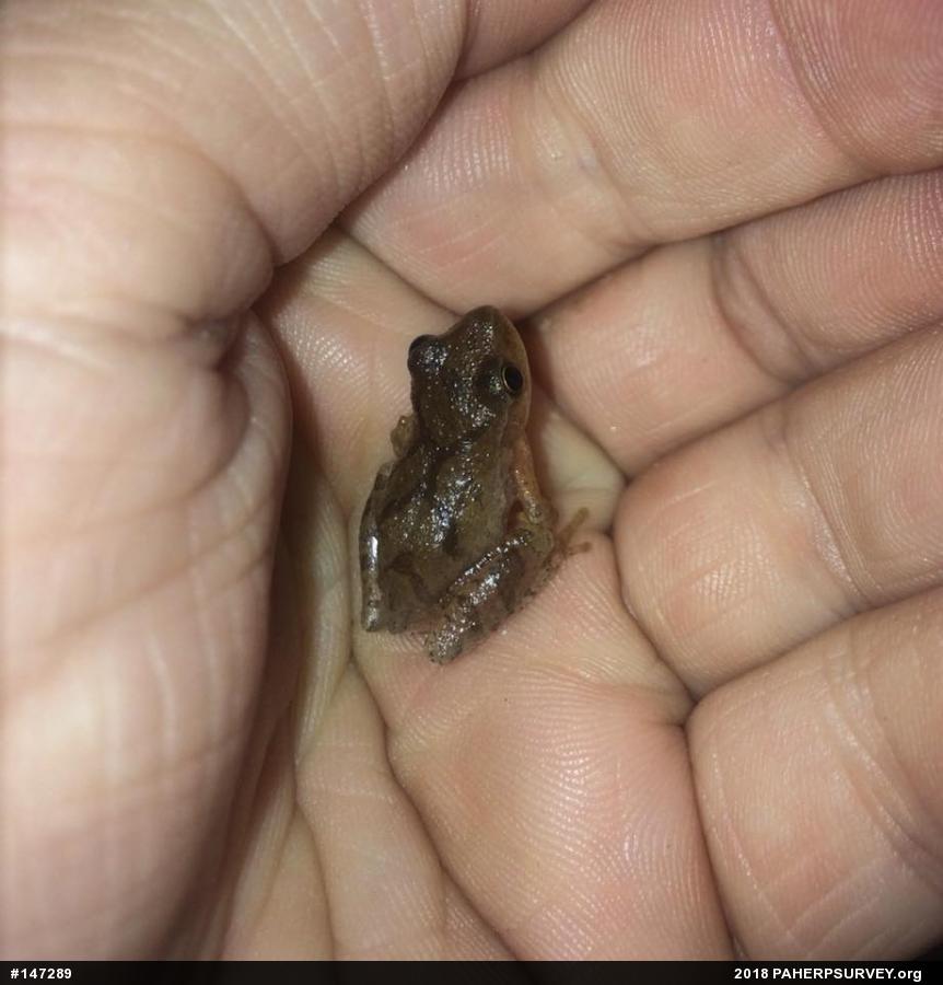 Spring Peeper