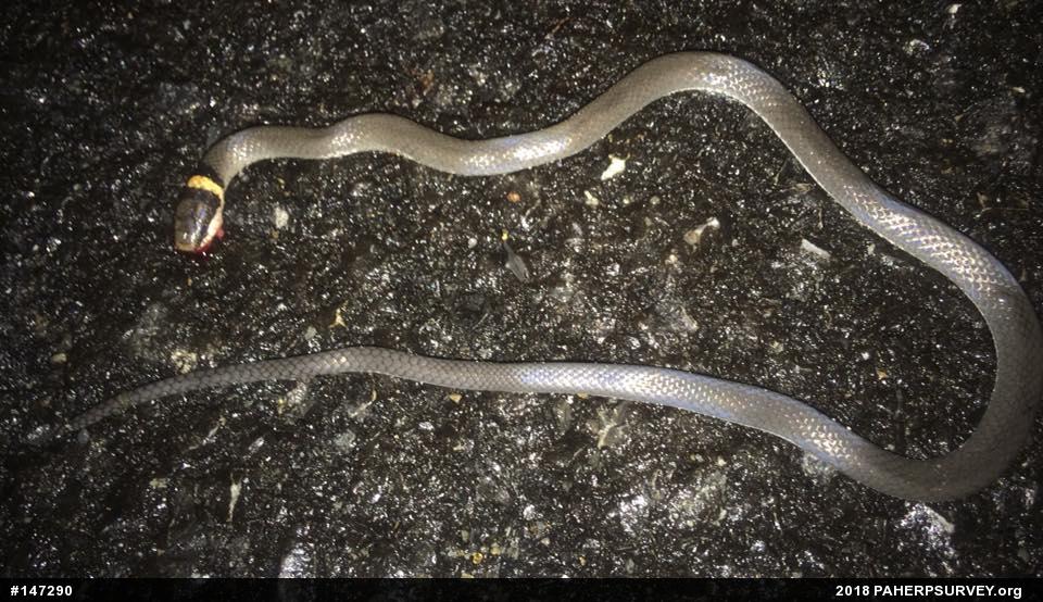 Northern Ring-necked Snake