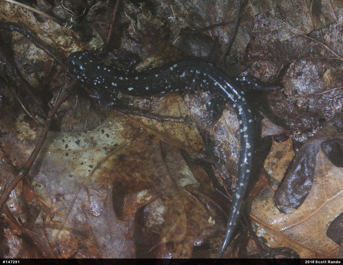 Northern Slimy Salamander