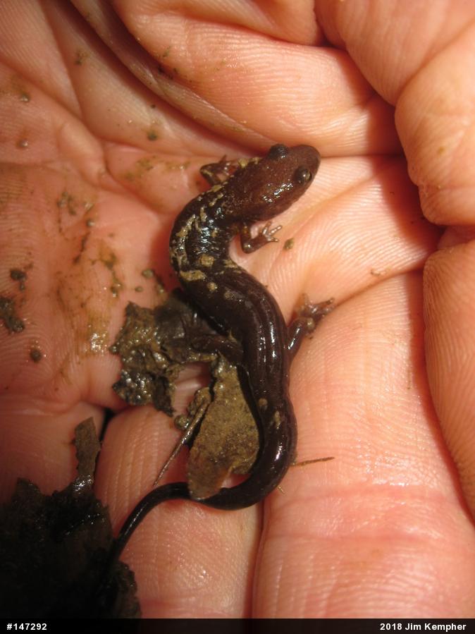 Allegheny Mountain Dusky Salamander