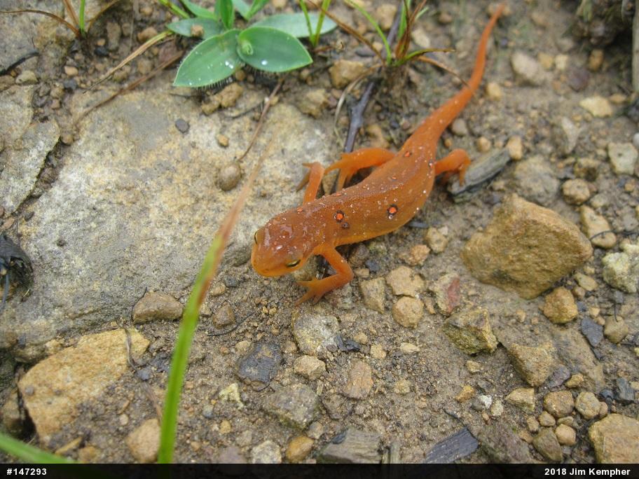 Red-spotted Newt