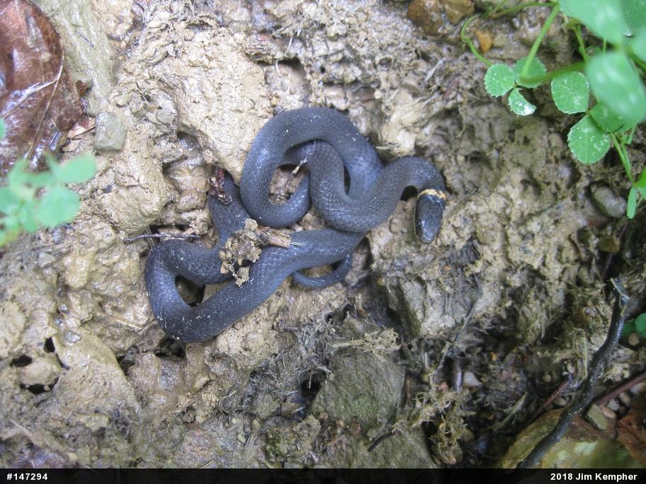 Northern Ring-necked Snake