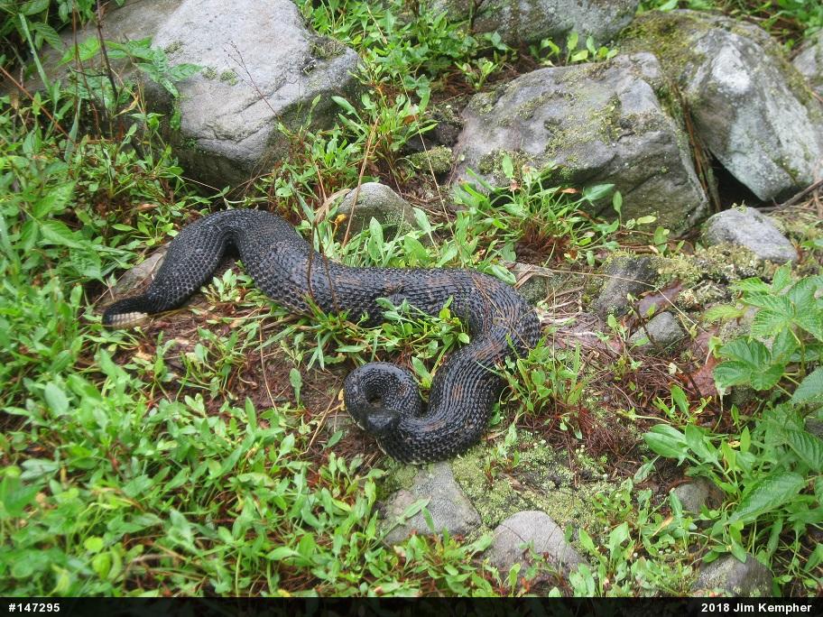 Timber Rattlesnake