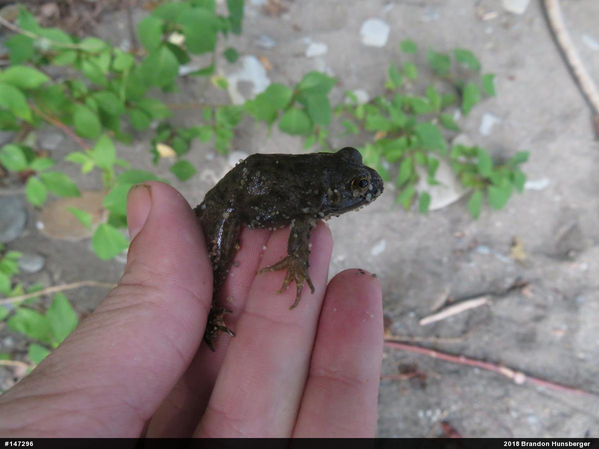 American Bullfrog