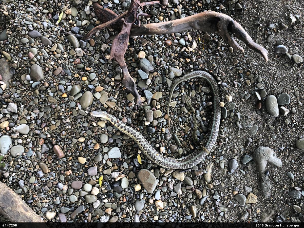 Eastern Gartersnake
