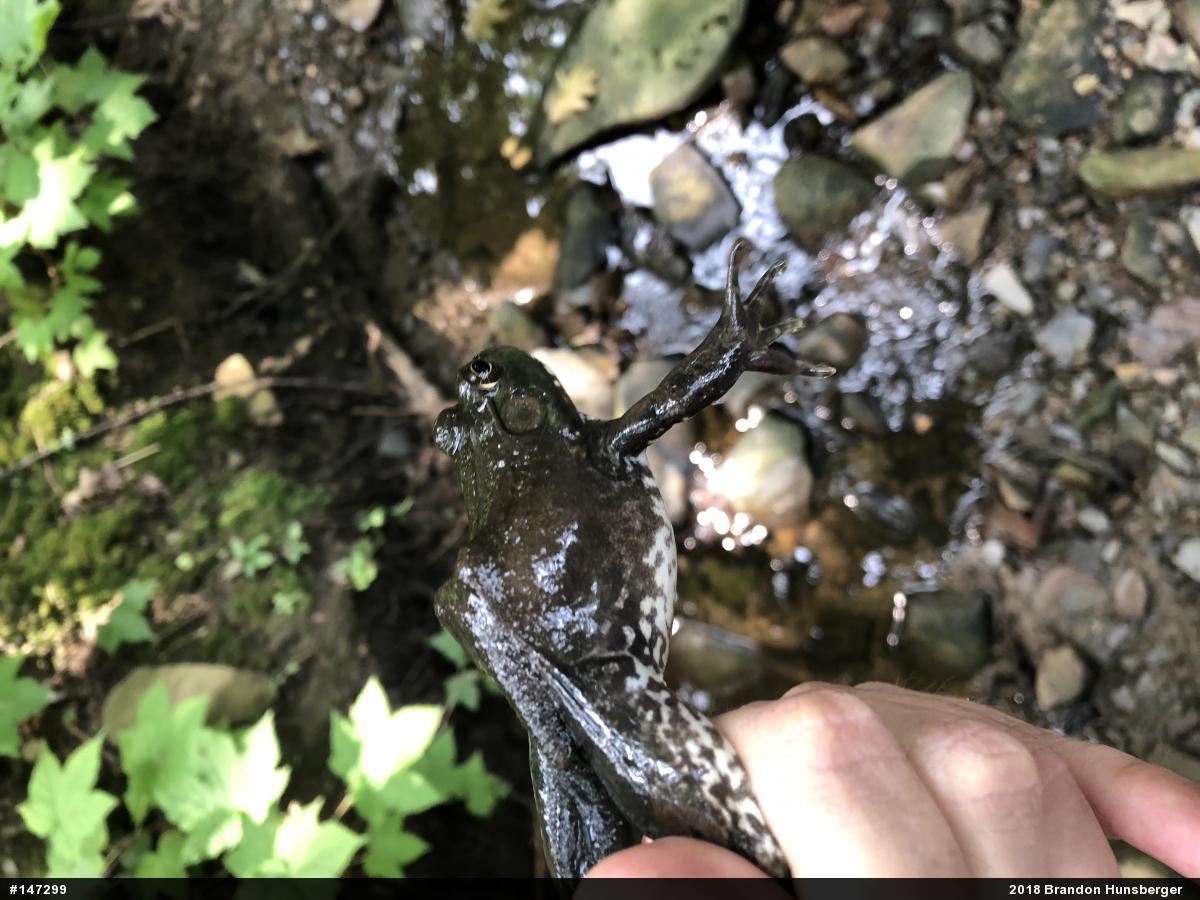 American Bullfrog
