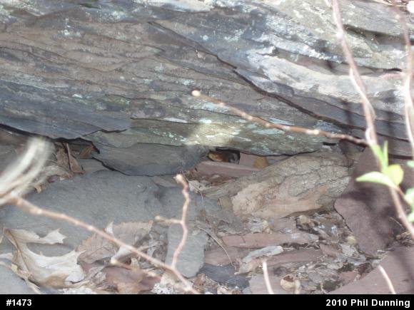 Northern Copperhead