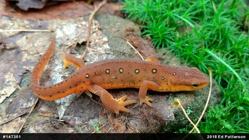 Red-spotted Newt