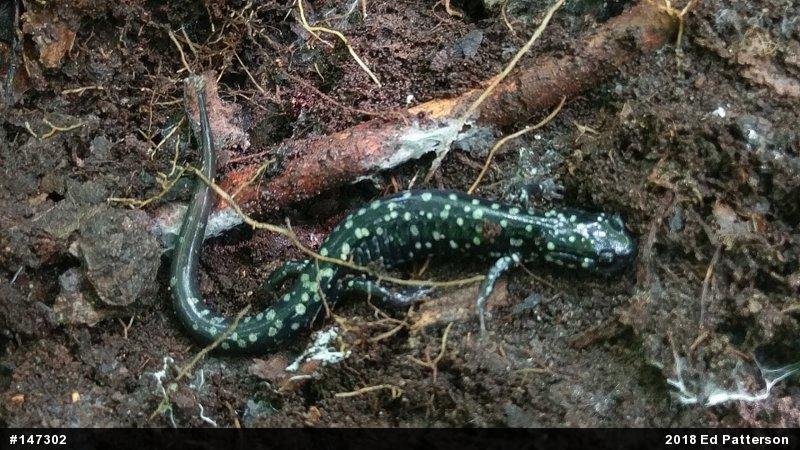 Northern Slimy Salamander