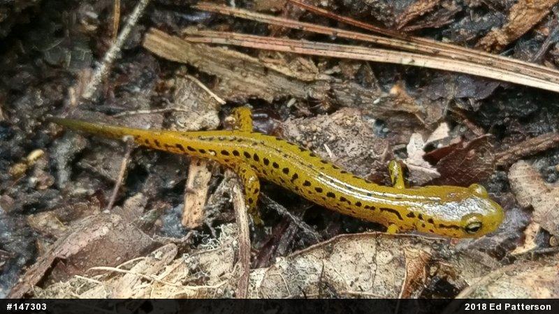Eastern Long-tailed Salamander
