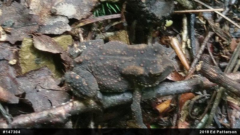 Eastern American Toad