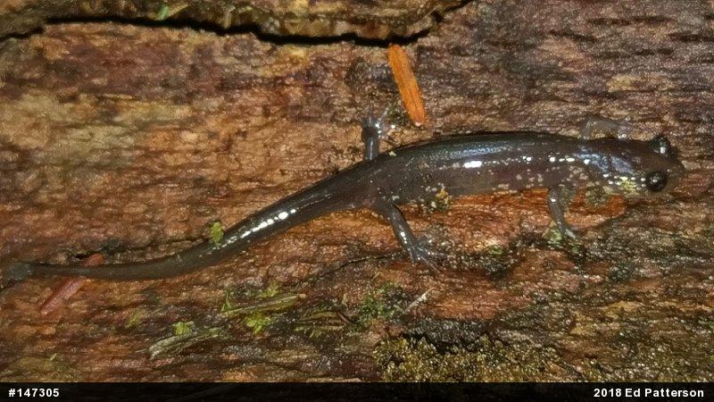 Wehrle's Salamander